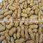 Top quality peanut in shell for market