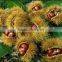 Organic raw chestnuts with shell, sweet and easy peeling