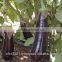 Eggplant Seeds - High Yield High Quality High Resistant Seeds for Planting