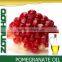 pomegranate seed oil