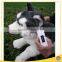 High Quality Animal PET Microchip Scanner