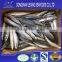 Hot sale frozen pacific mackerel prices