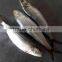 Frozen sardine fish Sardinella longiceps from pacific ocean