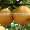 best fresh Singo pear export to Mexico