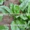 SXS No.6 dark green leaves spinach seeds