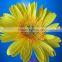 High Quality Fresh Cut Gerbera with Multicolor Color Types of Gerbera