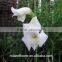 Best Hot Sale fresh cut flowers gladiolus in china From Kunming supplier
