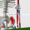 Human skeleton model with colored muscle