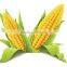 Field Yellow Maize Seeds
