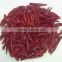 Dried red chilli from factory