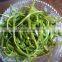 2016 China newly machine dried kelp cut