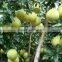 white fresh grapefruit Citrus maxima