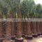 Washingtonia Filifera