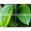 Black Pepper oil (Kali Mirch) (Piper nigrum)