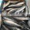 Frozen WR Pacific mackerel Seafood 200-300g