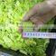 Low Price Automatic Electric Large Type Hobbing Leafy Vegetable Cutter Machine Cabbage Parsley Lettuce Celery Cutting Machine