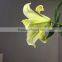 Decorative yellow king wide varieties fresh cut lily flower