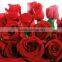 Fresh Cut Flower Rose/Flower Rose/Rose Flower for Wholesale