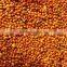 Red millet seed birds food pet's food finger millet