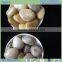 Engraved pebble/Engraved cobblestone/Engraved river stone