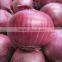 fresh organic red onion for sale