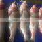 New Stock BQF Frozen W/R Silver Carp Fish