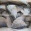 High Quality Frozen Moon Fish on Sale
