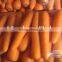 Fresh Carrot for export