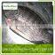 Frozen Tilapia Fillet Fish In Bulk