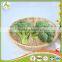 Broccoli Fresh Broccoli Hot Sale fresh green Broccoli