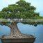Varieties live Ficus microcarpa bonsai tree