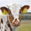 Animal livestock Identification cattle Ear Tags