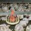 broiler equipment automatic chicken feeder for poultry house