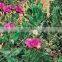 Climbing Plant Support Mesh Plastic Garden Net