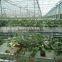 Commercial Polycarbonate greenhouse PC sheet