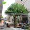 GNW BTR028 High quality white willow with wood trunk for decoration