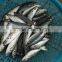 Frozen hot sale horse mackerel whole