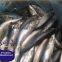 80 - 100 штук в коробке. Заморожанная тихоокеанская скумбрия. Морские продукты