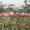 Hail protection net for cherry grapes tomato, new pe plastic anti hail netting uv resistance,orchard cover mesh hail guard net
