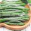 BRC Approved Manufacturer of IQF Frozen Green Bean