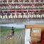 Factory Direct Sales small wicker/osier/willow combine new mini osier/willow combine harvester