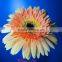 High Quality Fresh Cut Gerbera with Multicolor Color Types of Gerbera