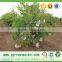 Polypropylene nonwoven fabric for fruit bag grape cover