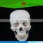 Direct factory supplied school use human skull model for medical education