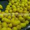 FRESH ADALIA LEMON 2014