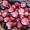 Fresh red onion