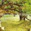 Outdoor plant ginkgo tree seedling