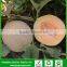 SM13 Xinzaofeng f1 hybrid good quality sweet melon seeds, hybrid melon seeds