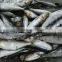 Frozen Sardine Sardinops