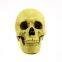 Human Skull Replica Resin Model Medical Realistic 11x7x8.5cm yellow